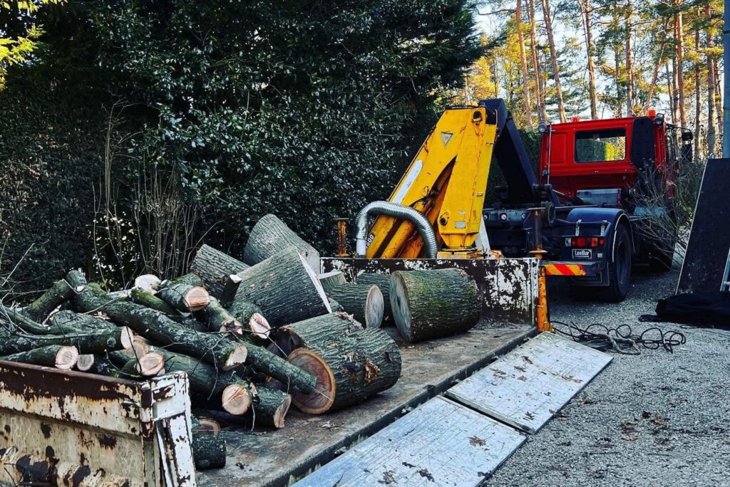 Évacuation des déchets verts après abattage d’arbre