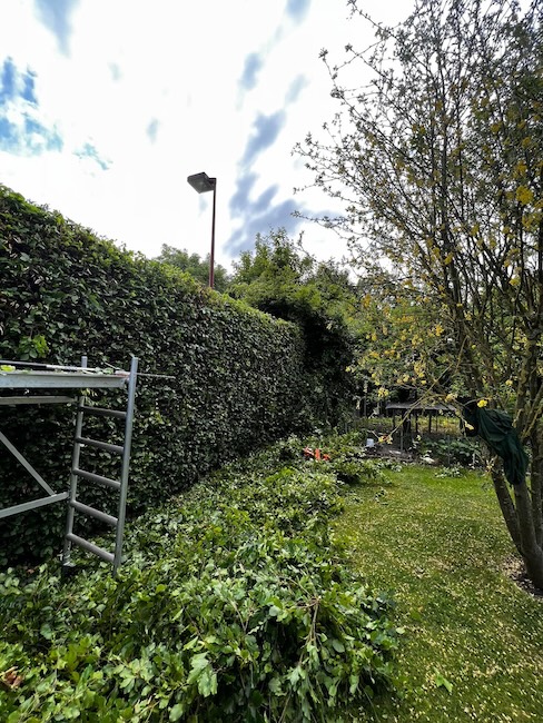Taille de haies respectueuse de la nature en Brabant wallon