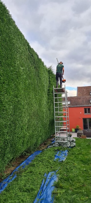 Taille de haies au printemps dans le Brabant wallon